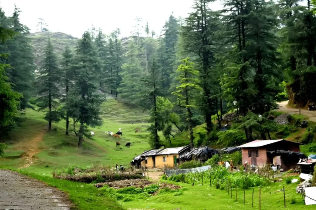 Dehradun : The first pine