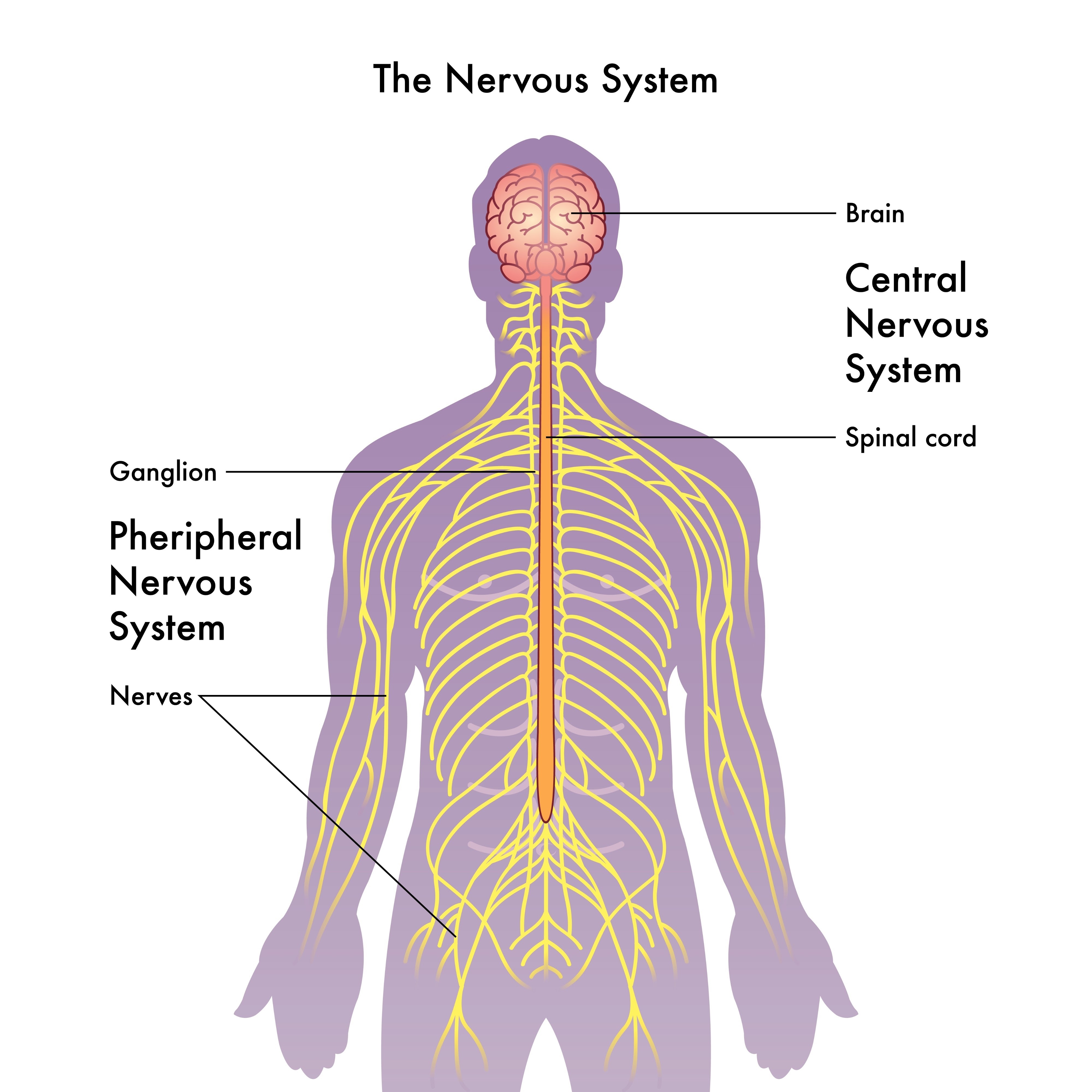 Image of human nervous system diagram