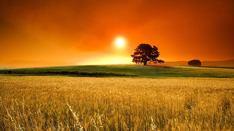 Golden sunset over a warm farm field, with dandelions in the foreground,  golden, HD wallpaper | Peakpx